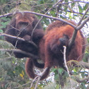 Brown Howler