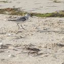 Western sandpiper?