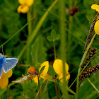 Common Blue Butterfly