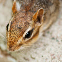 Eastern Chipmunk