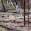 Eastern Grey Kangaroo