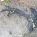 Alpine Newt