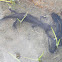 Alpine Newt