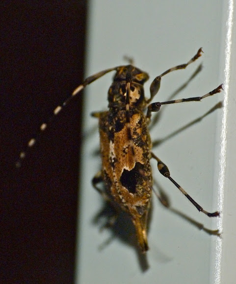 Spotting Image 1