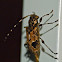 Flat-faced longhorned beetle