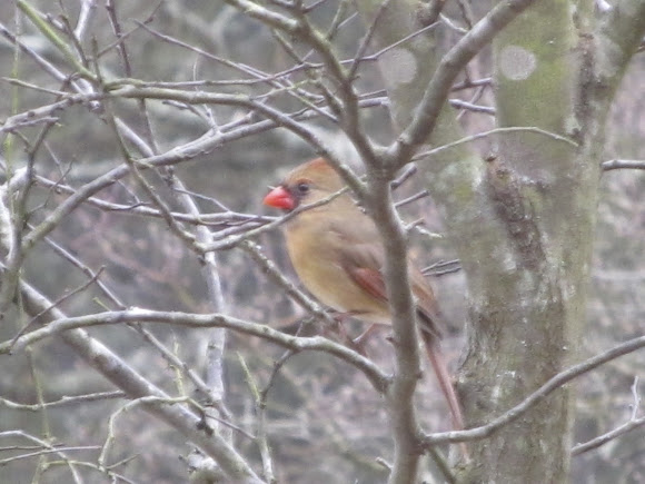 Spotting Image 1
