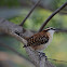 Rufous-naped Wren
