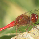 Cherry-faced Meadowhawk