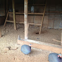 Guinea