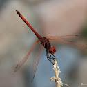 Slim Scarlet-darter