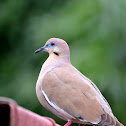 White-winged Dove