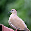 White-winged Dove