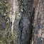 Xylaria or Daldinia?