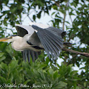 Grey Heron