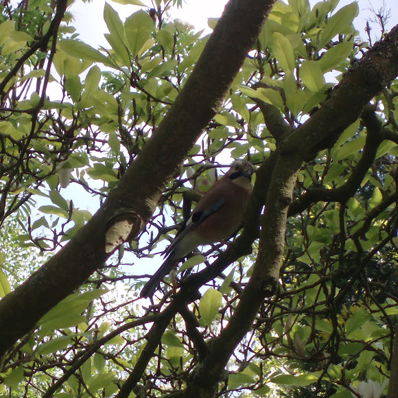 Spotting Image 1
