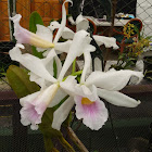 Laelia