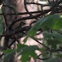 Hummingbird