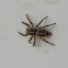 Jumping Spider
