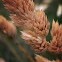 Grass seeds
