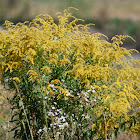 Canada goldenrod, Kanadische Goldrute