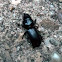 Bess Beetle