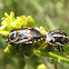 Painted Bug