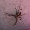 Nursery web spider