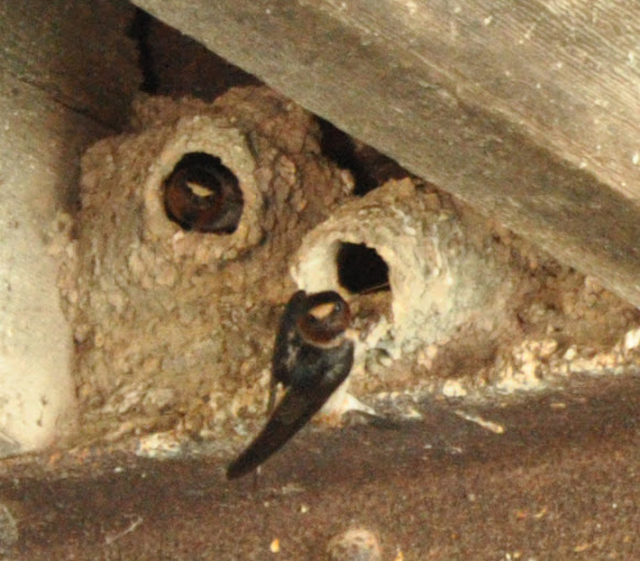 Spotting Image 1