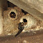 Cliff Swallows