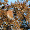 Eastern Bluebird