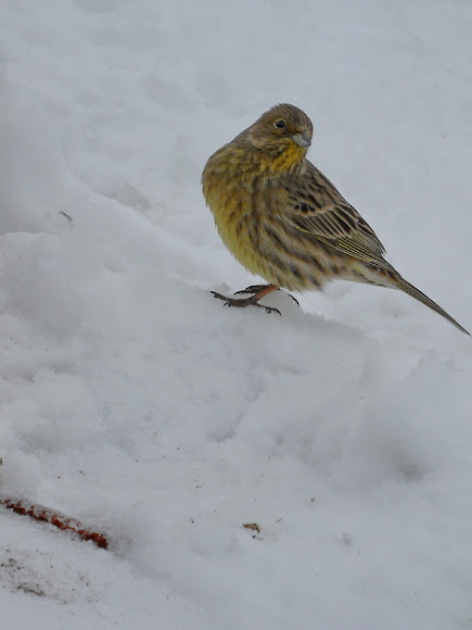 Spotting Image 1