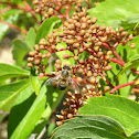 European honey bee