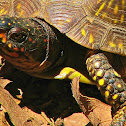 Three-toed Box Turtle
