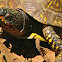 Three-toed Box Turtle