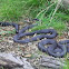 Red-bellied black snake