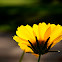 Golden Euryops