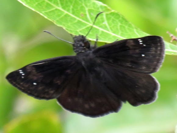 Spotting Image 1