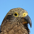 Flora and Fauna of New Zealand