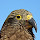 Flora and Fauna of New Zealand