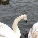 Mute Swan
