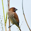 Scaly-breasted Munia