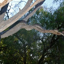 Carpet Python
