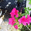 Azalea