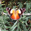 Yellow Admiral