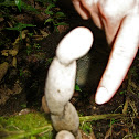 Fungus