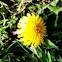 Dandelions 