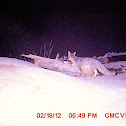 Gray fox