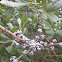 Northern Bayberry