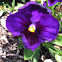 Pansy