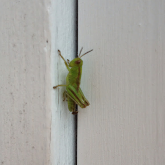 Spotting Image 1